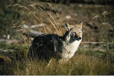 《解限机》Steam先行B测开启 国产高速机甲对战