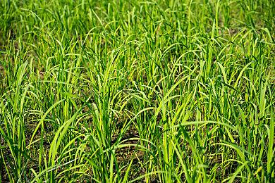 《生化危机4：重制版》美国总统千金Ashely的脸模曝光