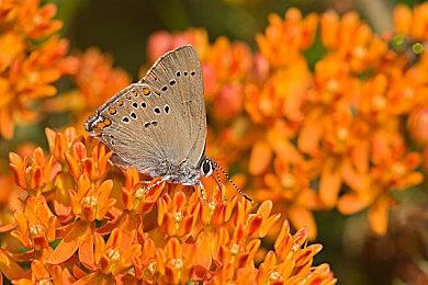 R星又被抓住在Steam上卖盗版游戏